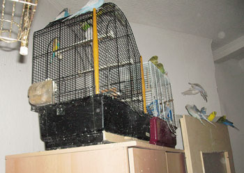 Vogelpopulation in der Wohnung