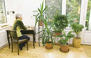 Zimmer mit vielen Pflanzen vor dem Fenster