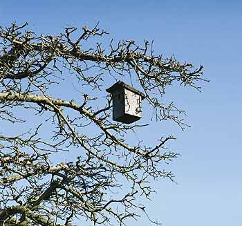 Ein Vogelhaus an den Ästen eines kahlen Baumes