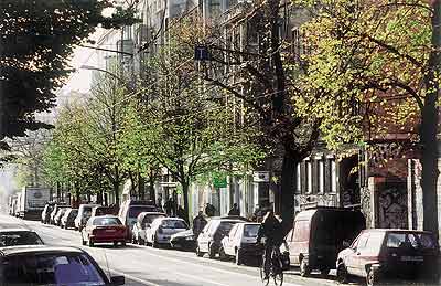 Straßenbäume am Weinbergsweg in Mitte