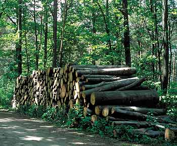 Stapel mit zersägten Baumstämmen in einem Wald