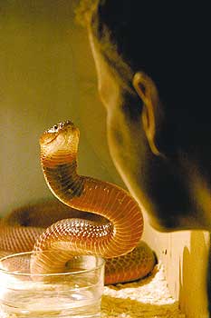 Eine Schlange in einer Mietwohnung, ein Mensch schaut zu