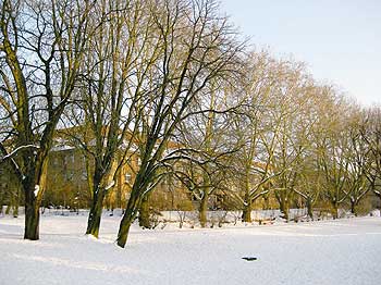 Park mit Baumreihe, im Hintergrund die Wohnhäuser am Amfortasweg in Steglitz