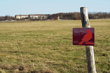 Vogelschutzgebiet auf dem Tempelhofer Feld