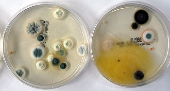 Zwei Petrischalen zur Untersuchung von Schimmelpilzkulturen