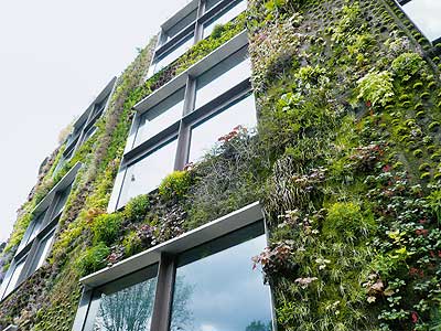 Fenster in einer mit Pflanzen überwucherten Hausfassade