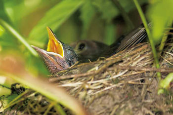Hungriger Jungvogel im Nest