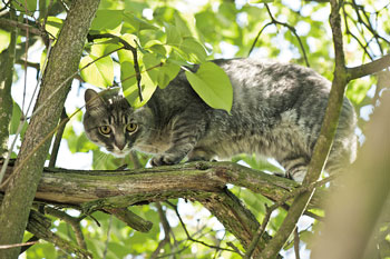 Katze im Freien, auf einem Baum