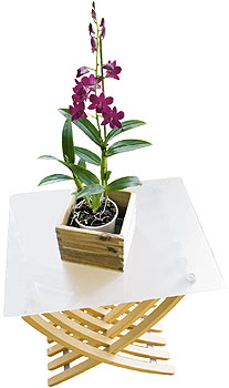 Pflanze auf einem kleinen Tisch mit Glasplatte