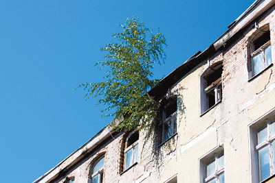 Hausruine, aus der Dachrinne wächst ein Baum