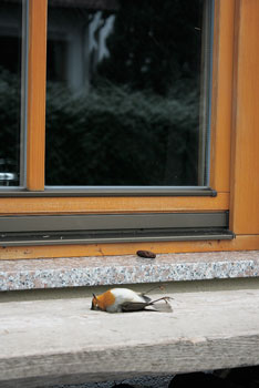 Toter Vogel vor einer Fensterscheibe