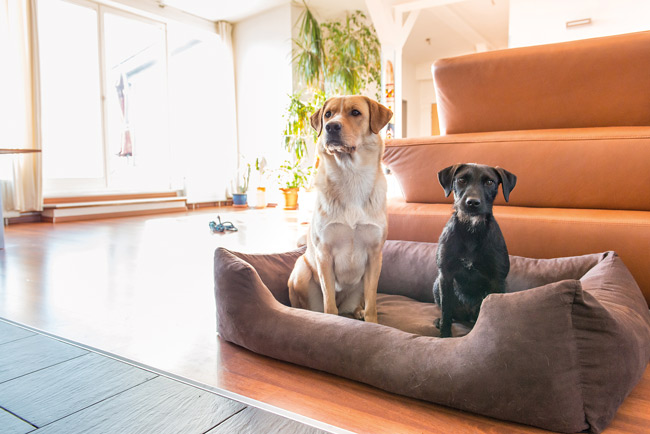 Zwei Hunde im Hundekorb im Wohnzimmer