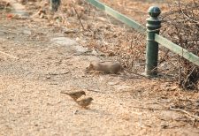 Ratte und Spatzen auf einem Parkweg