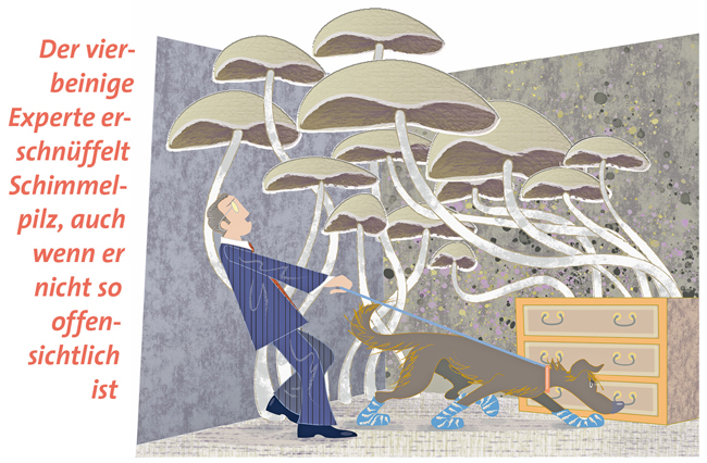 Illustration: Suche nach Schimmelpilzen Illustration: Suche nach Schimmelpilzen