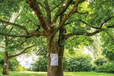 Innenhof, alter Baum mit Protestplakat
