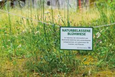 Naturbelassene Blühwiese