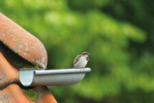 Vogel auf der Dachrinne