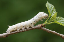 Raupe auf einem Ast