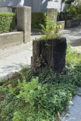 Baumstumpf am Straßenrand